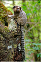 Région aux portes de Lençois, oú les mineurs extrayaient les diamants. (60) Singe Sagui