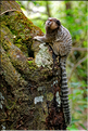 Région aux portes de Lençois, oú les mineurs extrayaient les diamants. (61) Singe Sagui