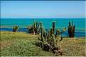 La côte sauvage à l'Est de Jericoacoara. (1)