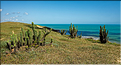 La côte sauvage à l'Est de Jericoacoara. (2)