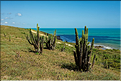 La côte sauvage à l'Est de Jericoacoara. (3)