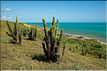 La côte sauvage à l'Est de Jericoacoara. (4)