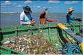 Les pêcheurs de Jericoacoara. (28)