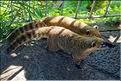 Le Coati commun ou Nasua nasua fait partie des pensionnaires du Corcovado. (1)