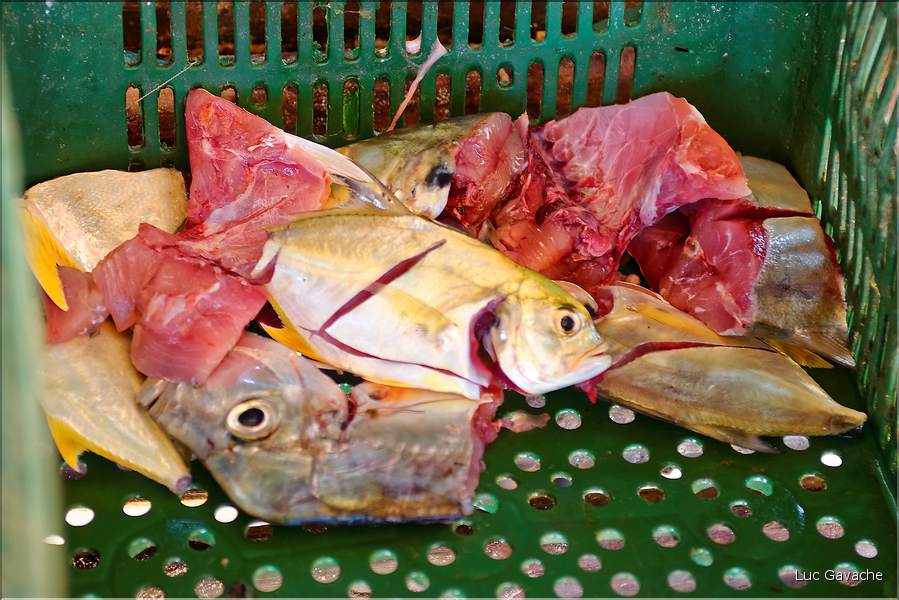 Grâce à ses eaux poissoneuses, le delta de Parnaiba abrite de nombreux pêcheurs. (23)