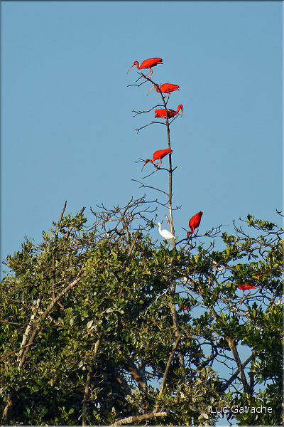 Le delta de Parnaiba abrite de nombreuses ibis rouges qui se regroupent par centaines sur une petite île à la tombé de la nuit. (1)