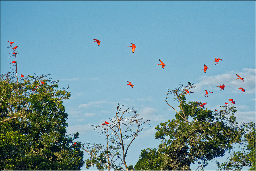 Le delta de Parnaiba abrite de nombreuses ibis rouges qui se regroupent par centaines sur une petite île à la tombé de la nuit. (2)
