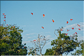 Le delta de Parnaiba abrite de nombreuses ibis rouges qui se regroupent par centaines sur une petite île à la tombé de la nuit. (2)
