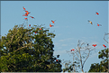 Le delta de Parnaiba abrite de nombreuses ibis rouges qui se regroupent par centaines sur une petite île à la tombé de la nuit. (3)