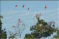 Le delta de Parnaiba abrite de nombreuses ibis rouges qui se regroupent par centaines sur une petite île à la tombé de la nuit. (4)