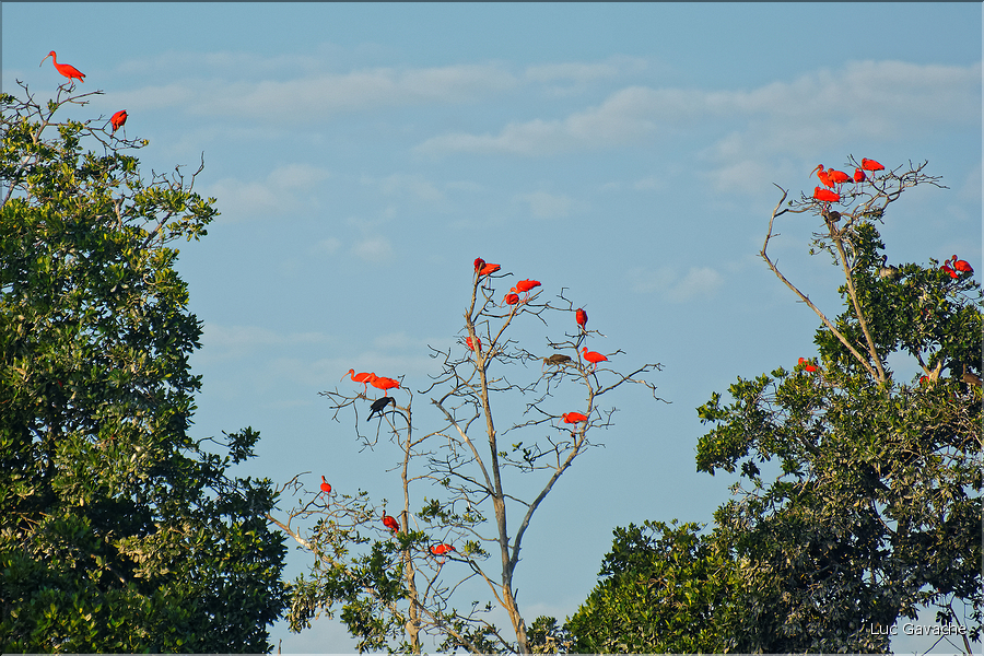 Le delta de Parnaiba abrite de nombreuses ibis rouges qui se regroupent par centaines sur une petite île à la tombé de la nuit. (5)