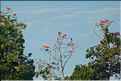 Le delta de Parnaiba abrite de nombreuses ibis rouges qui se regroupent par centaines sur une petite île à la tombé de la nuit. (5)