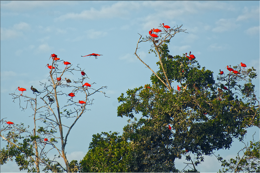 Le delta de Parnaiba abrite de nombreuses ibis rouges qui se regroupent par centaines sur une petite île à la tombé de la nuit. (6)