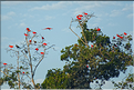 Le delta de Parnaiba abrite de nombreuses ibis rouges qui se regroupent par centaines sur une petite île à la tombé de la nuit. (6)
