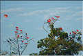 Le delta de Parnaiba abrite de nombreuses ibis rouges qui se regroupent par centaines sur une petite île à la tombé de la nuit. (7)