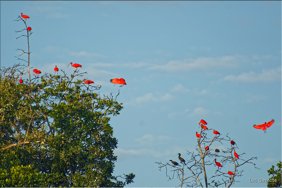 Le delta de Parnaiba abrite de nombreuses ibis rouges qui se regroupent par centaines sur une petite île à la tombé de la nuit. (10)