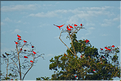 Le delta de Parnaiba abrite de nombreuses ibis rouges qui se regroupent par centaines sur une petite île à la tombé de la nuit. (11)