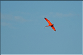 Le delta de Parnaiba abrite de nombreuses ibis rouges qui se regroupent par centaines sur une petite île à la tombé de la nuit. (12)