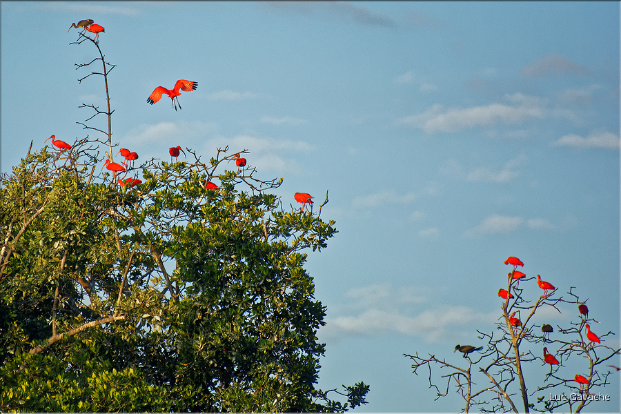 Le delta de Parnaiba abrite de nombreuses ibis rouges qui se regroupent par centaines sur une petite île à la tombé de la nuit. (13)