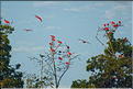 Le delta de Parnaiba abrite de nombreuses ibis rouges qui se regroupent par centaines sur une petite île à la tombé de la nuit. (14)
