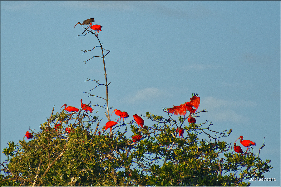 Le delta de Parnaiba abrite de nombreuses ibis rouges qui se regroupent par centaines sur une petite île à la tombé de la nuit. (15)