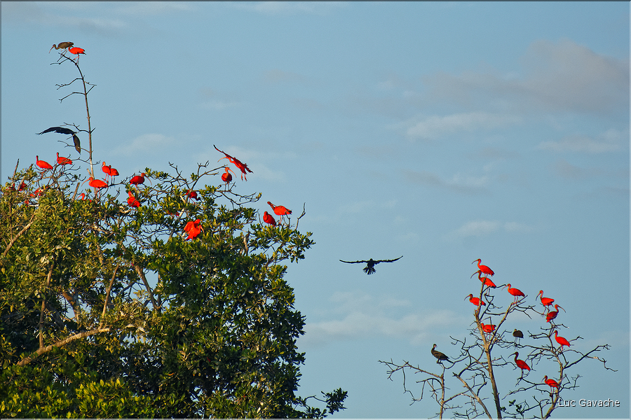 Le delta de Parnaiba abrite de nombreuses ibis rouges qui se regroupent par centaines sur une petite île à la tombé de la nuit. (16)