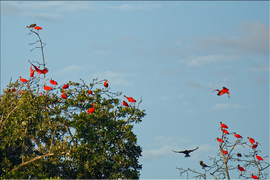 Le delta de Parnaiba abrite de nombreuses ibis rouges qui se regroupent par centaines sur une petite île à la tombé de la nuit. (17)