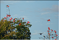 Le delta de Parnaiba abrite de nombreuses ibis rouges qui se regroupent par centaines sur une petite île à la tombé de la nuit. (17)
