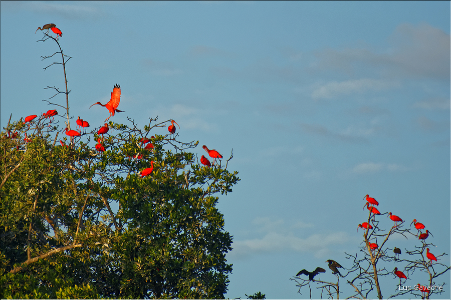Le delta de Parnaiba abrite de nombreuses ibis rouges qui se regroupent par centaines sur une petite île à la tombé de la nuit. (18)