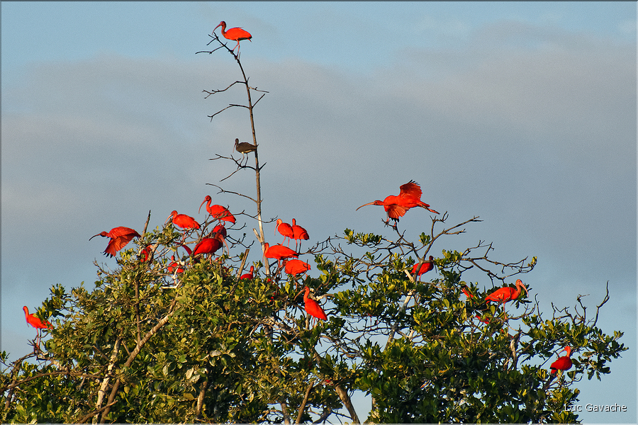 Le delta de Parnaiba abrite de nombreuses ibis rouges qui se regroupent par centaines sur une petite île à la tombé de la nuit. (22)