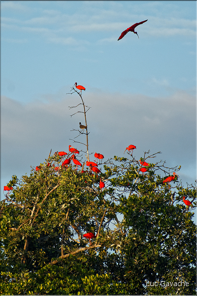 Le delta de Parnaiba abrite de nombreuses ibis rouges qui se regroupent par centaines sur une petite île à la tombé de la nuit. (24)