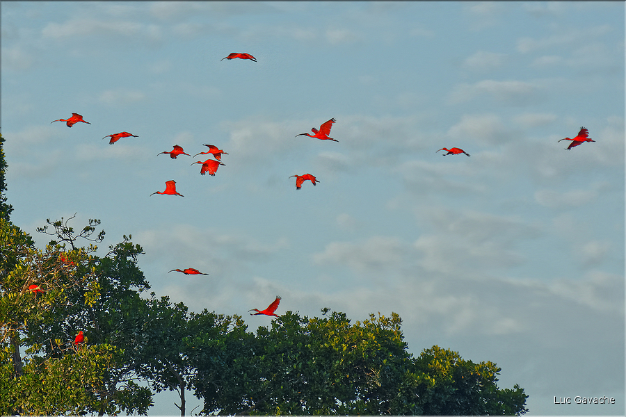 Le delta de Parnaiba abrite de nombreuses ibis rouges qui se regroupent par centaines sur une petite île à la tombé de la nuit. (26)