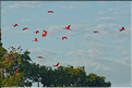 Le delta de Parnaiba abrite de nombreuses ibis rouges qui se regroupent par centaines sur une petite île à la tombé de la nuit. (26)