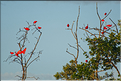 Le delta de Parnaiba abrite de nombreuses ibis rouges qui se regroupent par centaines sur une petite île à la tombé de la nuit. (28)
