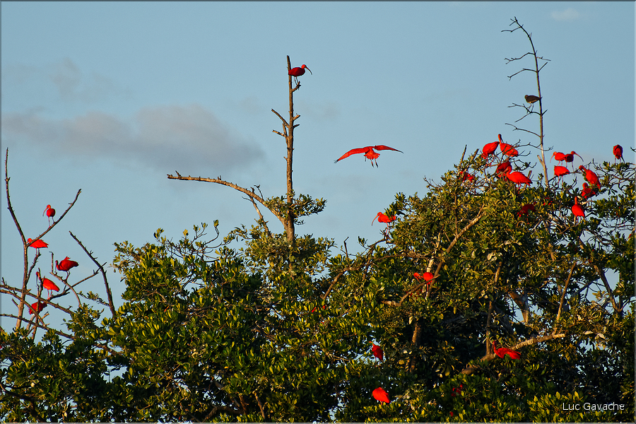 Le delta de Parnaiba abrite de nombreuses ibis rouges qui se regroupent par centaines sur une petite île à la tombé de la nuit. (29)