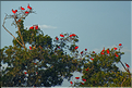 Le delta de Parnaiba abrite de nombreuses ibis rouges qui se regroupent par centaines sur une petite île à la tombé de la nuit. (30)
