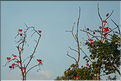Le delta de Parnaiba abrite de nombreuses ibis rouges qui se regroupent par centaines sur une petite île à la tombé de la nuit. (31)