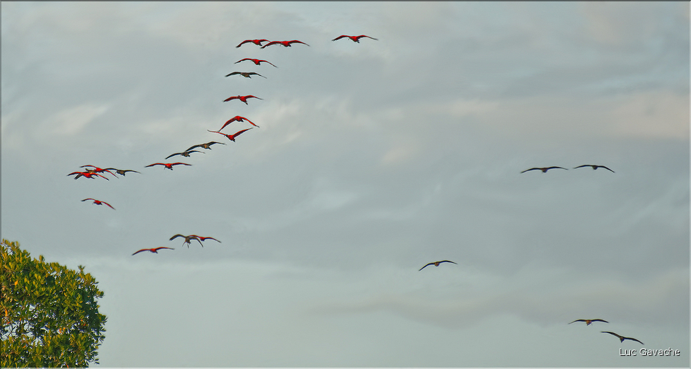 Le delta de Parnaiba abrite de nombreuses ibis rouges qui se regroupent par centaines sur une petite île à la tombé de la nuit. (32)