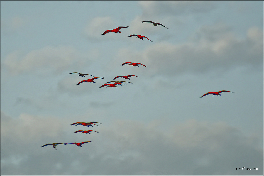 Le delta de Parnaiba abrite de nombreuses ibis rouges qui se regroupent par centaines sur une petite île à la tombé de la nuit. (33)