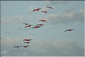 Le delta de Parnaiba abrite de nombreuses ibis rouges qui se regroupent par centaines sur une petite île à la tombé de la nuit. (33)