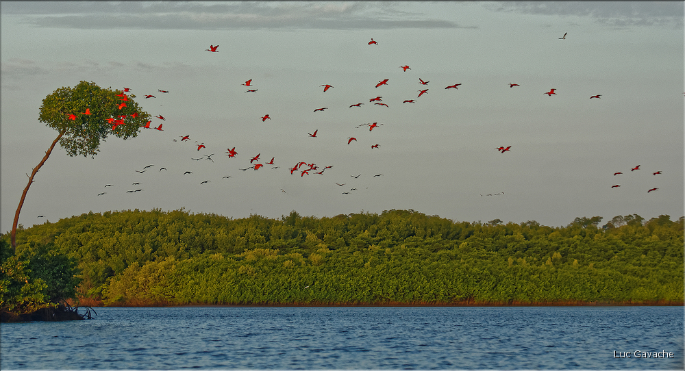 Le delta de Parnaiba abrite de nombreuses ibis rouges qui se regroupent par centaines sur une petite île à la tombé de la nuit. (34)