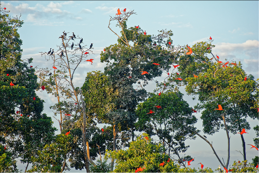 Le delta de Parnaiba abrite de nombreuses ibis rouges qui se regroupent par centaines sur une petite île à la tombé de la nuit. (35)