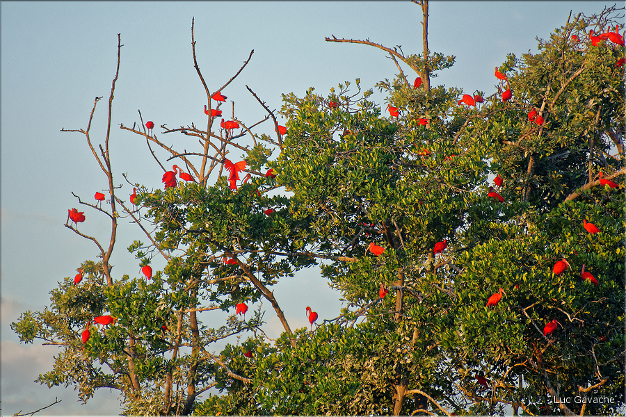 Le delta de Parnaiba abrite de nombreuses ibis rouges qui se regroupent par centaines sur une petite île à la tombé de la nuit. (36)