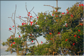 Le delta de Parnaiba abrite de nombreuses ibis rouges qui se regroupent par centaines sur une petite île à la tombé de la nuit. (36)