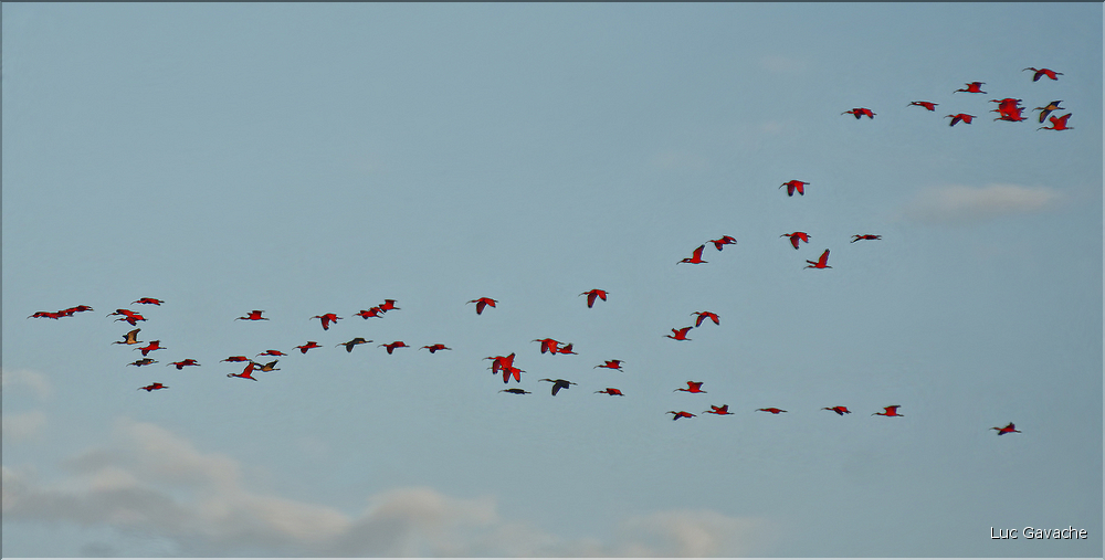 Le delta de Parnaiba abrite de nombreuses ibis rouges qui se regroupent par centaines sur une petite île à la tombé de la nuit. (38)
