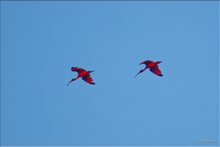 Le delta de Parnaiba abrite de nombreuses ibis rouges qui se regroupent par centaines sur une petite île à la tombé de la nuit. (40)