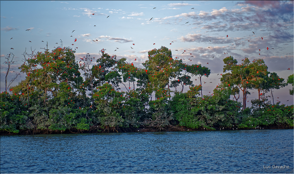 Le delta de Parnaiba abrite de nombreuses ibis rouges qui se regroupent par centaines sur une petite île à la tombé de la nuit. (41)