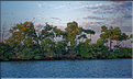 Le delta de Parnaiba abrite de nombreuses ibis rouges qui se regroupent par centaines sur une petite île à la tombé de la nuit. (41)