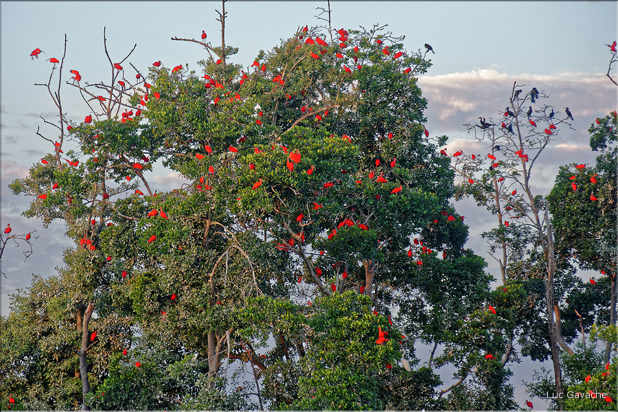 Le delta de Parnaiba abrite de nombreuses ibis rouges qui se regroupent par centaines sur une petite île à la tombé de la nuit. (42)