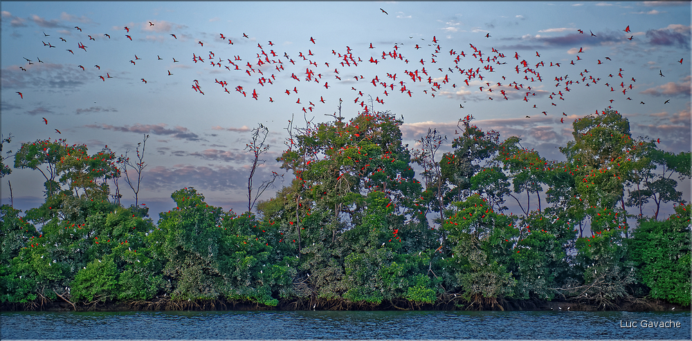 Le delta de Parnaiba abrite de nombreuses ibis rouges qui se regroupent par centaines sur une petite île à la tombé de la nuit. (43)